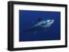 Atlantic Bluefin Tuna (Thunnus Thynnus) Portrait, Captive, Malta, Mediteranean, May 2009-Zankl-Framed Photographic Print