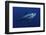 Atlantic Bluefin Tuna (Thunnus Thynnus) Portrait, Captive, Malta, Mediteranean, May 2009-Zankl-Framed Photographic Print