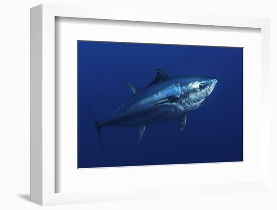 Atlantic Bluefin Tuna (Thunnus Thynnus) Portrait, Captive, Malta, Mediteranean, May 2009-Zankl-Framed Photographic Print