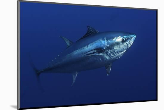 Atlantic Bluefin Tuna (Thunnus Thynnus) Portrait, Captive, Malta, Mediteranean, May 2009-Zankl-Mounted Photographic Print