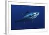 Atlantic Bluefin Tuna (Thunnus Thynnus) Portrait, Captive, Malta, Mediteranean, May 2009-Zankl-Framed Photographic Print