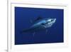 Atlantic Bluefin Tuna (Thunnus Thynnus) Portrait, Captive, Malta, Mediteranean, May 2009-Zankl-Framed Photographic Print