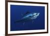 Atlantic Bluefin Tuna (Thunnus Thynnus) Portrait, Captive, Malta, Mediteranean, May 2009-Zankl-Framed Photographic Print