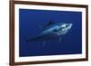 Atlantic Bluefin Tuna (Thunnus Thynnus) Portrait, Captive, Malta, Mediteranean, May 2009-Zankl-Framed Photographic Print