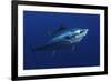 Atlantic Bluefin Tuna (Thunnus Thynnus) Portrait, Captive, Malta, Mediteranean, May 2009-Zankl-Framed Photographic Print