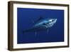 Atlantic Bluefin Tuna (Thunnus Thynnus) Portrait, Captive, Malta, Mediteranean, May 2009-Zankl-Framed Photographic Print