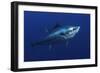 Atlantic Bluefin Tuna (Thunnus Thynnus) Portrait, Captive, Malta, Mediteranean, May 2009-Zankl-Framed Photographic Print