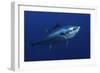 Atlantic Bluefin Tuna (Thunnus Thynnus) Portrait, Captive, Malta, Mediteranean, May 2009-Zankl-Framed Photographic Print