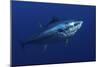 Atlantic Bluefin Tuna (Thunnus Thynnus) Portrait, Captive, Malta, Mediteranean, May 2009-Zankl-Mounted Photographic Print