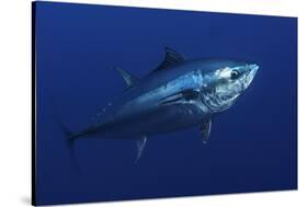 Atlantic Bluefin Tuna (Thunnus Thynnus) Portrait, Captive, Malta, Mediteranean, May 2009-Zankl-Stretched Canvas
