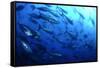 Atlantic Bluefin Tuna (Thunnus Thynnus) Shoal, Captive, Malta, Mediteranean, May 2009-Zankl-Framed Stretched Canvas