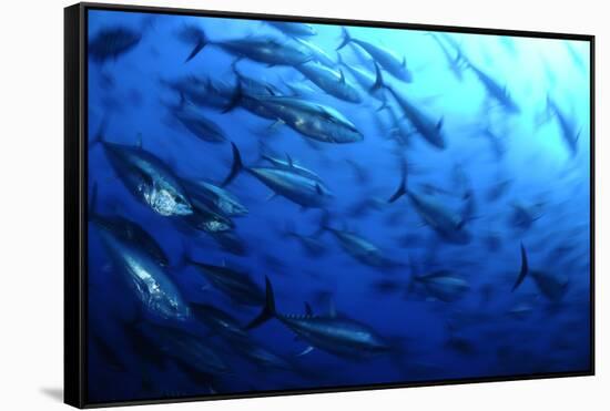 Atlantic Bluefin Tuna (Thunnus Thynnus) Shoal, Captive, Malta, Mediteranean, May 2009-Zankl-Framed Stretched Canvas