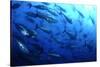 Atlantic Bluefin Tuna (Thunnus Thynnus) Shoal, Captive, Malta, Mediteranean, May 2009-Zankl-Stretched Canvas