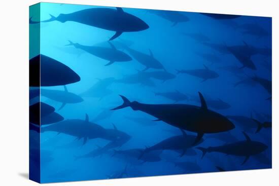 Atlantic Bluefin Tuna (Thunnus Thynnus) Shoal, Captive, Malta, Mediteranean, May 2009-Zankl-Stretched Canvas