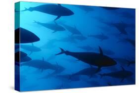 Atlantic Bluefin Tuna (Thunnus Thynnus) Shoal, Captive, Malta, Mediteranean, May 2009-Zankl-Stretched Canvas