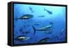 Atlantic Bluefin Tuna (Thunnus Thynnus) Shoal, Captive, Malta, Mediteranean, May 2009-Zankl-Framed Stretched Canvas