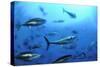 Atlantic Bluefin Tuna (Thunnus Thynnus) Shoal, Captive, Malta, Mediteranean, May 2009-Zankl-Stretched Canvas