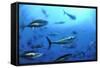 Atlantic Bluefin Tuna (Thunnus Thynnus) Shoal, Captive, Malta, Mediteranean, May 2009-Zankl-Framed Stretched Canvas