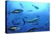 Atlantic Bluefin Tuna (Thunnus Thynnus) Shoal, Captive, Malta, Mediteranean, May 2009-Zankl-Stretched Canvas