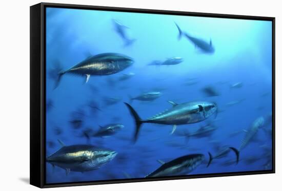 Atlantic Bluefin Tuna (Thunnus Thynnus) Shoal, Captive, Malta, Mediteranean, May 2009-Zankl-Framed Stretched Canvas