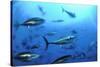 Atlantic Bluefin Tuna (Thunnus Thynnus) Shoal, Captive, Malta, Mediteranean, May 2009-Zankl-Stretched Canvas