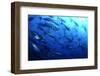 Atlantic Bluefin Tuna (Thunnus Thynnus) Shoal, Captive, Malta, Mediteranean, May 2009-Zankl-Framed Photographic Print