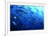 Atlantic Bluefin Tuna (Thunnus Thynnus) Shoal, Captive, Malta, Mediteranean, May 2009-Zankl-Framed Photographic Print