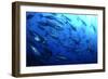 Atlantic Bluefin Tuna (Thunnus Thynnus) Shoal, Captive, Malta, Mediteranean, May 2009-Zankl-Framed Photographic Print