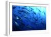 Atlantic Bluefin Tuna (Thunnus Thynnus) Shoal, Captive, Malta, Mediteranean, May 2009-Zankl-Framed Photographic Print