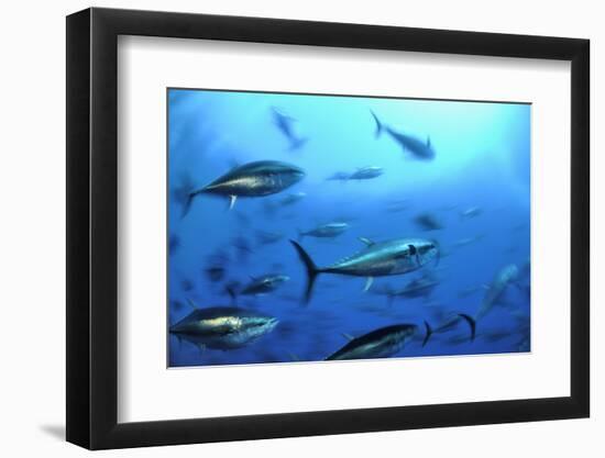 Atlantic Bluefin Tuna (Thunnus Thynnus) Shoal, Captive, Malta, Mediteranean, May 2009-Zankl-Framed Photographic Print