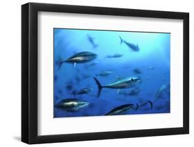 Atlantic Bluefin Tuna (Thunnus Thynnus) Shoal, Captive, Malta, Mediteranean, May 2009-Zankl-Framed Photographic Print