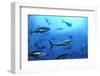 Atlantic Bluefin Tuna (Thunnus Thynnus) Shoal, Captive, Malta, Mediteranean, May 2009-Zankl-Framed Photographic Print