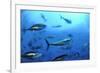 Atlantic Bluefin Tuna (Thunnus Thynnus) Shoal, Captive, Malta, Mediteranean, May 2009-Zankl-Framed Photographic Print