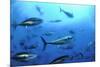 Atlantic Bluefin Tuna (Thunnus Thynnus) Shoal, Captive, Malta, Mediteranean, May 2009-Zankl-Mounted Photographic Print