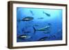 Atlantic Bluefin Tuna (Thunnus Thynnus) Shoal, Captive, Malta, Mediteranean, May 2009-Zankl-Framed Photographic Print