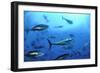 Atlantic Bluefin Tuna (Thunnus Thynnus) Shoal, Captive, Malta, Mediteranean, May 2009-Zankl-Framed Photographic Print