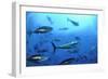 Atlantic Bluefin Tuna (Thunnus Thynnus) Shoal, Captive, Malta, Mediteranean, May 2009-Zankl-Framed Photographic Print