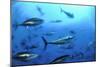 Atlantic Bluefin Tuna (Thunnus Thynnus) Shoal, Captive, Malta, Mediteranean, May 2009-Zankl-Mounted Photographic Print