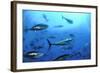 Atlantic Bluefin Tuna (Thunnus Thynnus) Shoal, Captive, Malta, Mediteranean, May 2009-Zankl-Framed Photographic Print