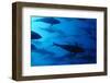 Atlantic Bluefin Tuna (Thunnus Thynnus) Shoal, Captive, Malta, Mediteranean, May 2009-Zankl-Framed Photographic Print