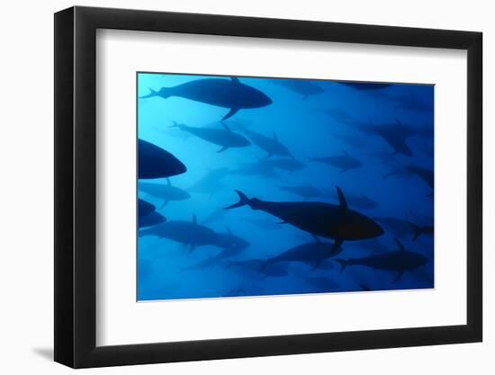 Atlantic Bluefin Tuna (Thunnus Thynnus) Shoal, Captive, Malta, Mediteranean, May 2009-Zankl-Framed Photographic Print