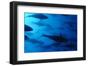 Atlantic Bluefin Tuna (Thunnus Thynnus) Shoal, Captive, Malta, Mediteranean, May 2009-Zankl-Framed Photographic Print