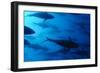 Atlantic Bluefin Tuna (Thunnus Thynnus) Shoal, Captive, Malta, Mediteranean, May 2009-Zankl-Framed Photographic Print