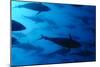 Atlantic Bluefin Tuna (Thunnus Thynnus) Shoal, Captive, Malta, Mediteranean, May 2009-Zankl-Mounted Photographic Print