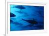 Atlantic Bluefin Tuna (Thunnus Thynnus) Shoal, Captive, Malta, Mediteranean, May 2009-Zankl-Framed Photographic Print