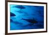 Atlantic Bluefin Tuna (Thunnus Thynnus) Shoal, Captive, Malta, Mediteranean, May 2009-Zankl-Framed Photographic Print