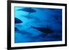 Atlantic Bluefin Tuna (Thunnus Thynnus) Shoal, Captive, Malta, Mediteranean, May 2009-Zankl-Framed Photographic Print