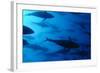 Atlantic Bluefin Tuna (Thunnus Thynnus) Shoal, Captive, Malta, Mediteranean, May 2009-Zankl-Framed Photographic Print