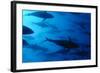 Atlantic Bluefin Tuna (Thunnus Thynnus) Shoal, Captive, Malta, Mediteranean, May 2009-Zankl-Framed Photographic Print