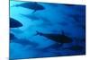 Atlantic Bluefin Tuna (Thunnus Thynnus) Shoal, Captive, Malta, Mediteranean, May 2009-Zankl-Mounted Photographic Print